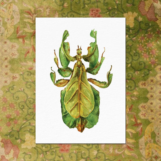 carte postale le phasme ogre illustration