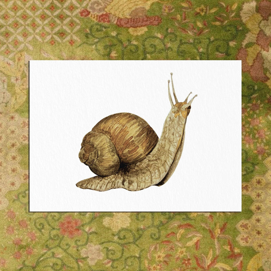 carte postale escargot gre illustration